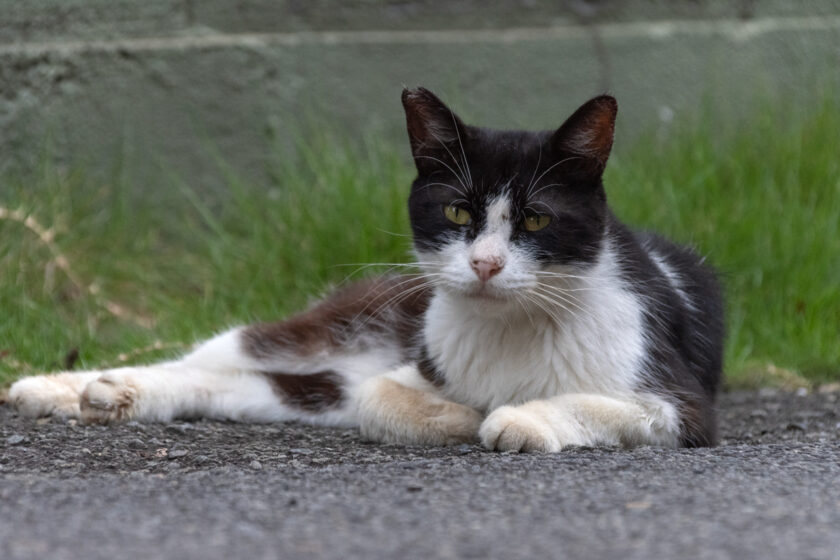 昭島市の猫