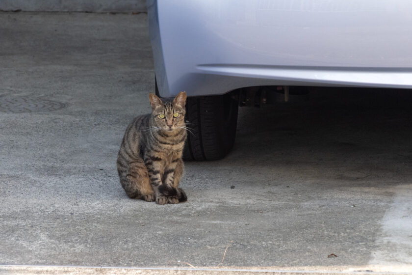 昭島市の猫