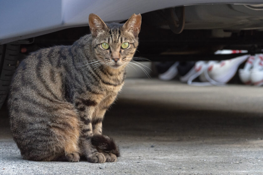 昭島市の猫