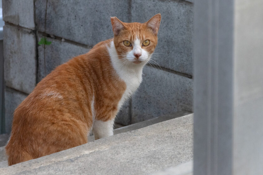 昭島市の猫