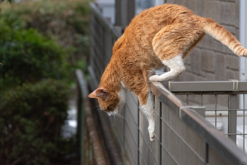 国分寺市の猫