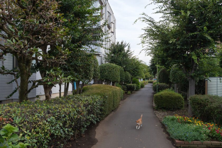 国分寺市の猫