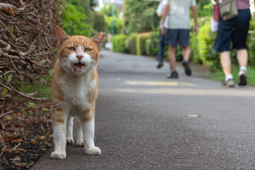 立川市の猫