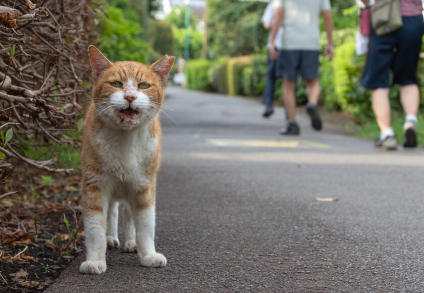 立川市の猫