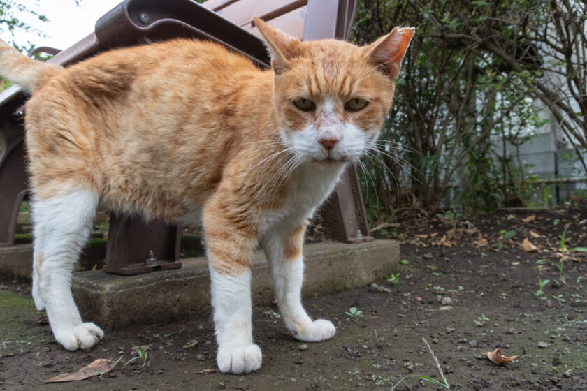 国分寺市の猫