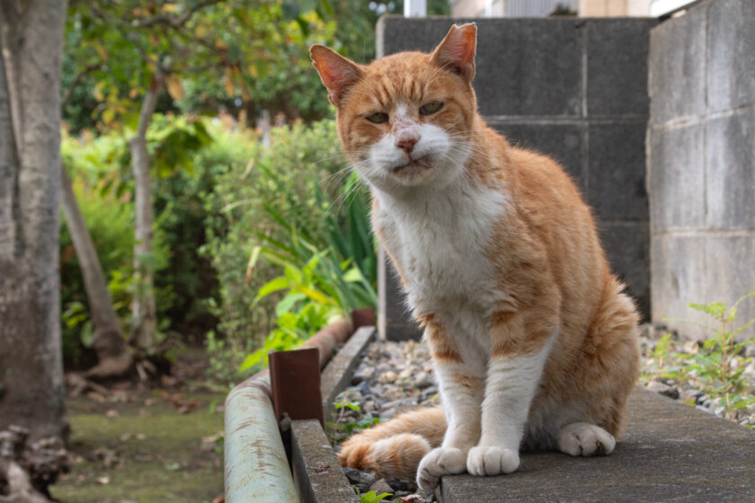 国分寺市の猫