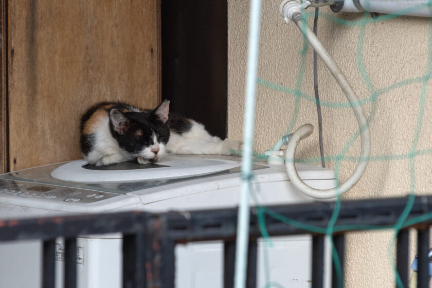 立川市の猫