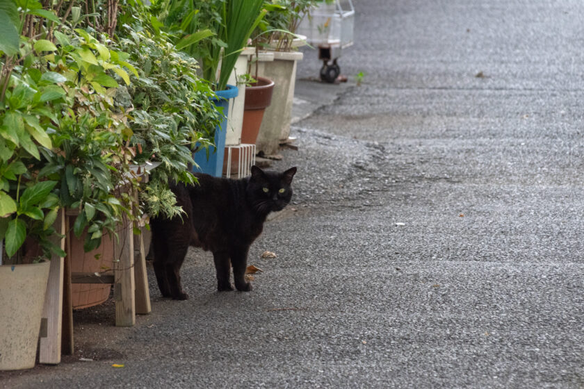 立川市の猫