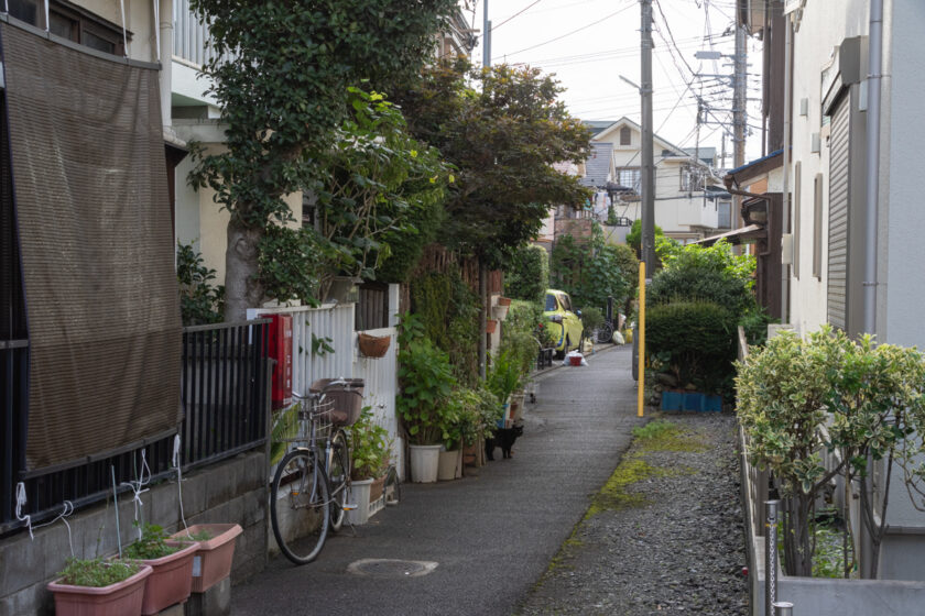 立川市の猫