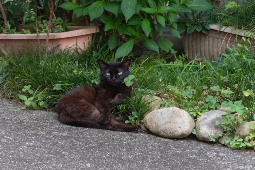 立川市の猫