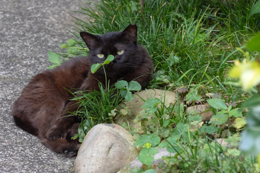 立川市の猫