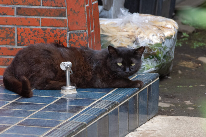 立川市の猫