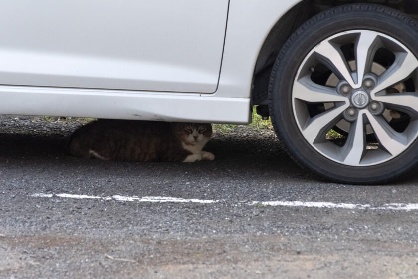 立川市の猫