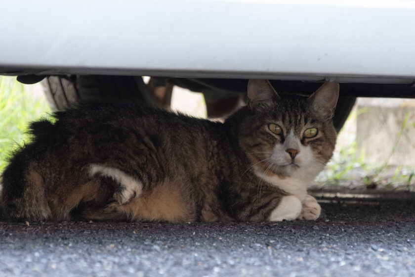 立川市の猫