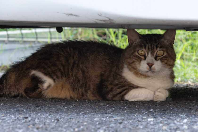 立川市の猫