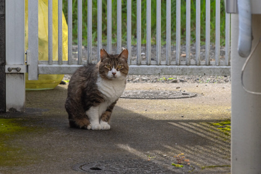 立川市の猫