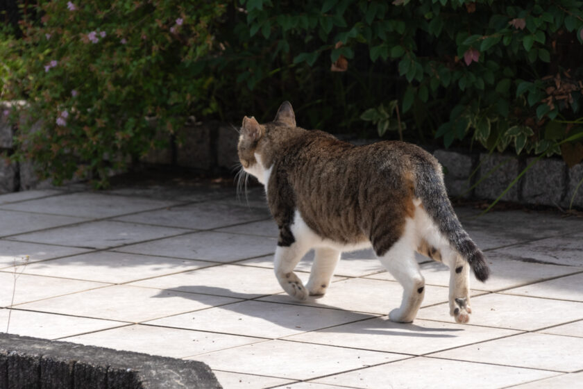 日野市の猫