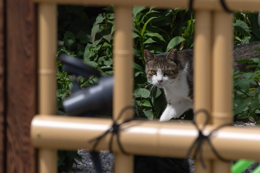 日野市の猫