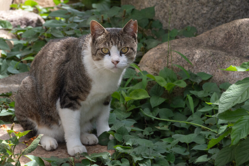 日野市の猫