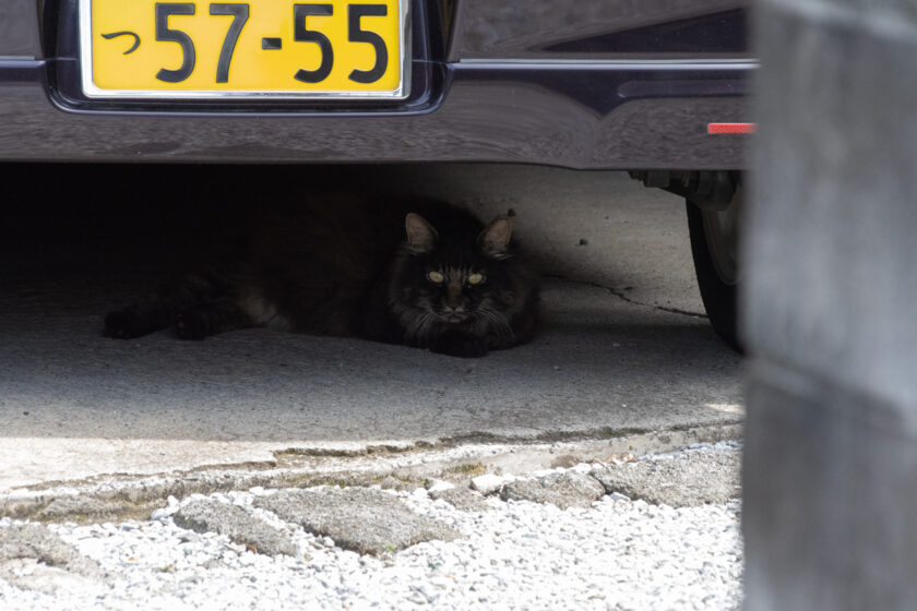 日野市の猫