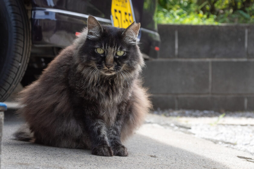 日野市の猫