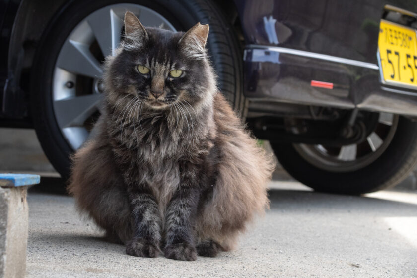 日野市の猫