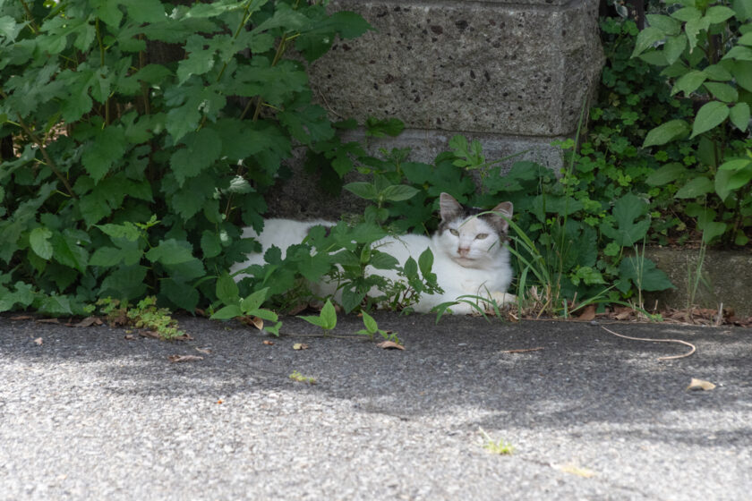 八王子市の猫