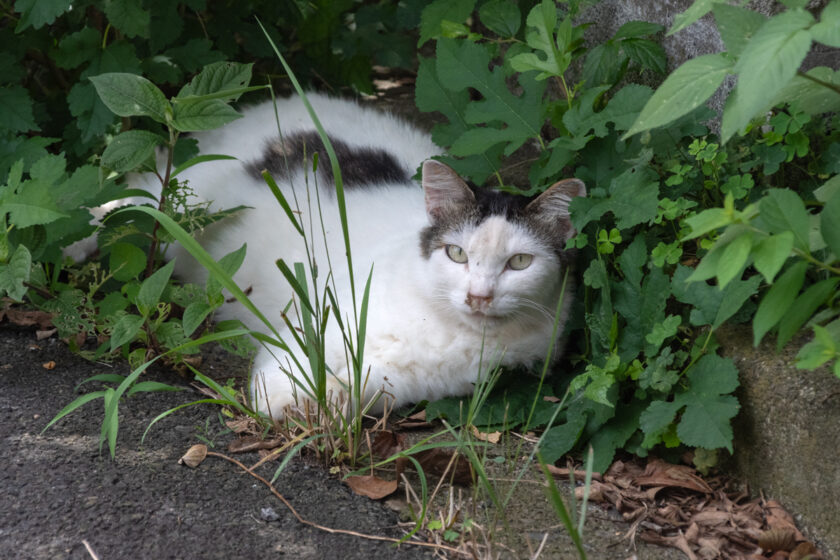 八王子市の猫