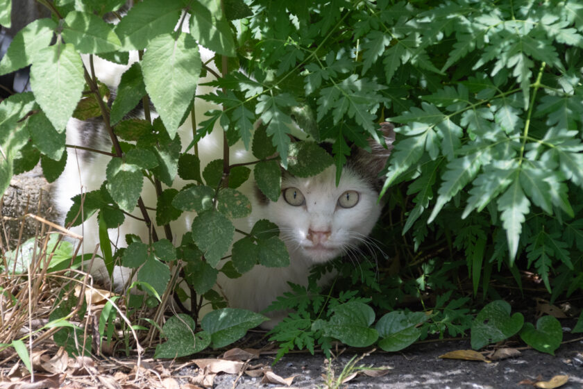 八王子市の猫