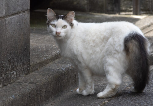 八王子市の猫