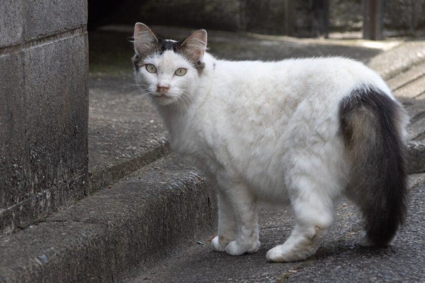 八王子市の猫