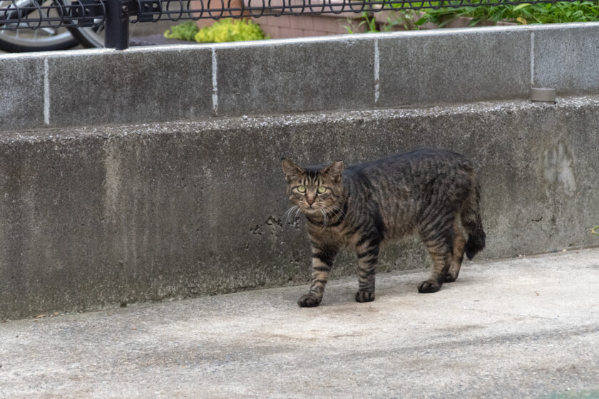 川崎市の猫