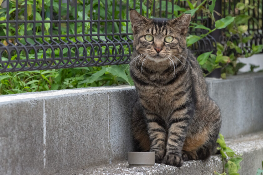 川崎市の猫