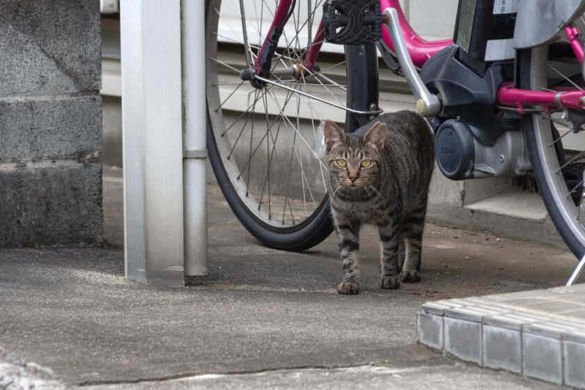 川崎市の猫