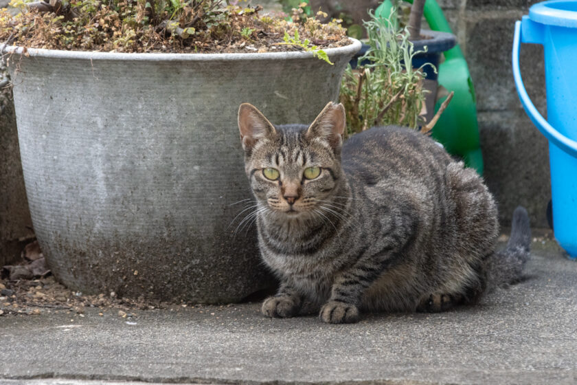 川崎市の猫