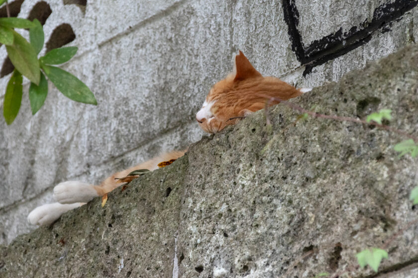 川崎市の猫