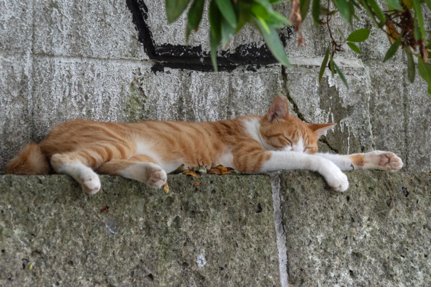 川崎市の猫