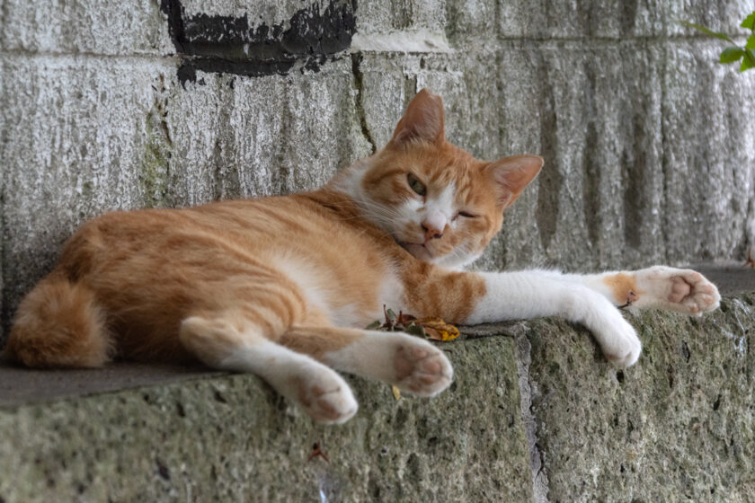 川崎市の猫