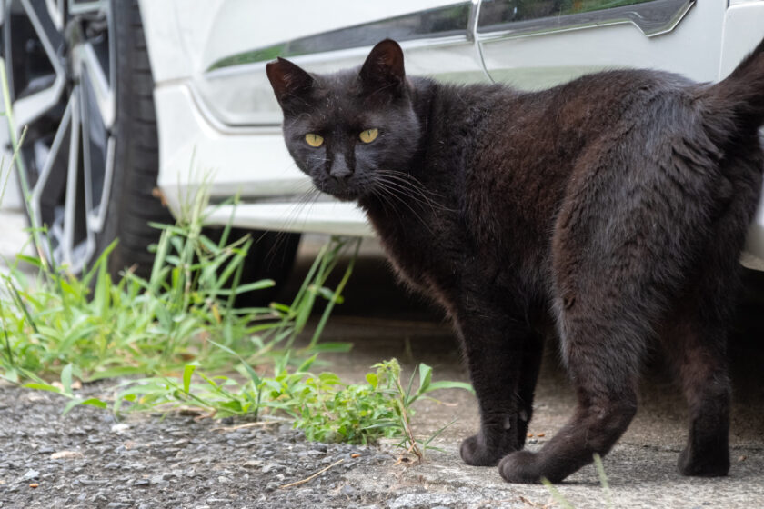 川崎市の猫