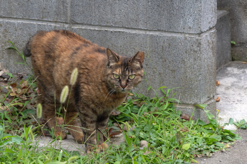 川崎市の猫