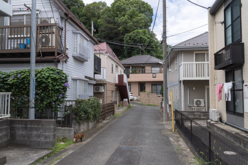 川崎市の猫