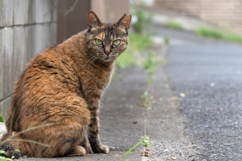 川崎市の猫