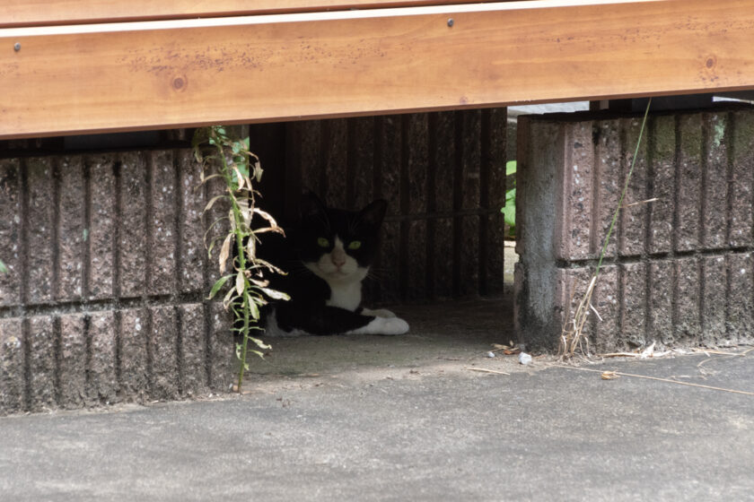 川崎市の猫