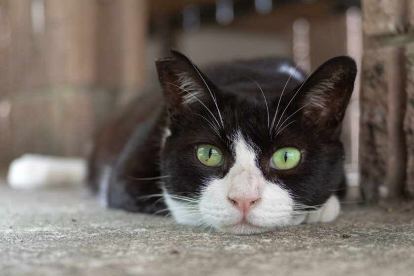 川崎市の猫