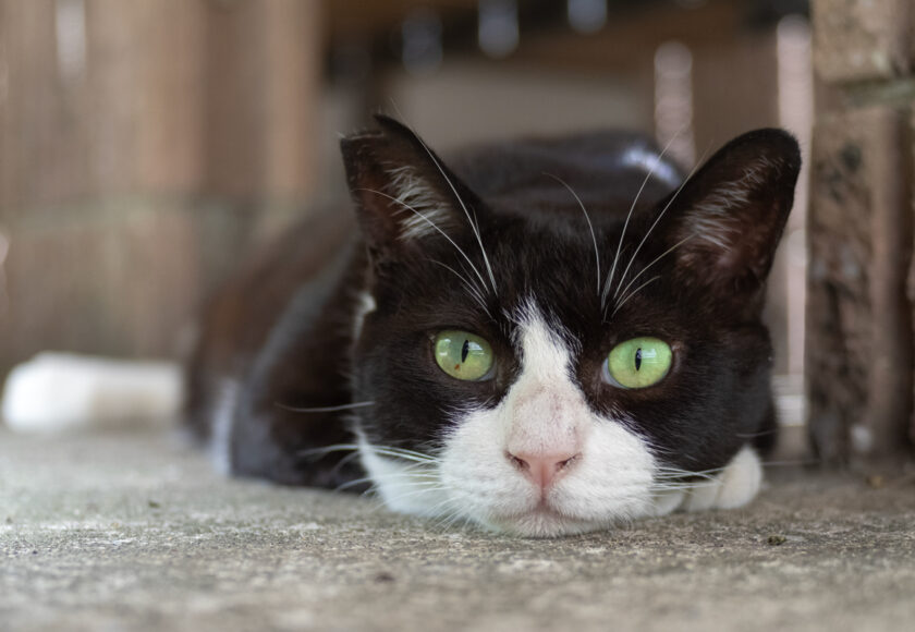 川崎市の猫