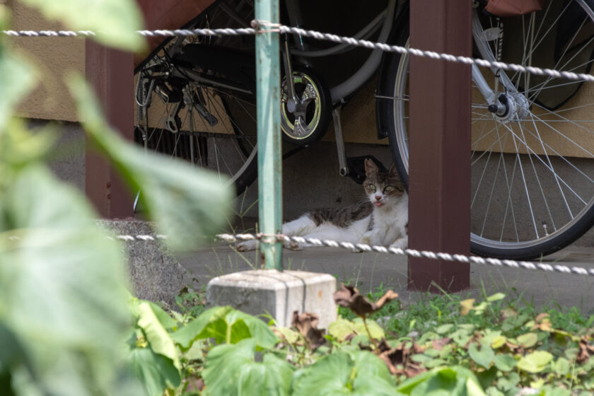 府中市の猫