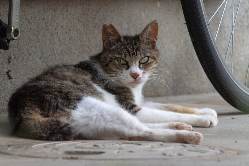 府中市の猫