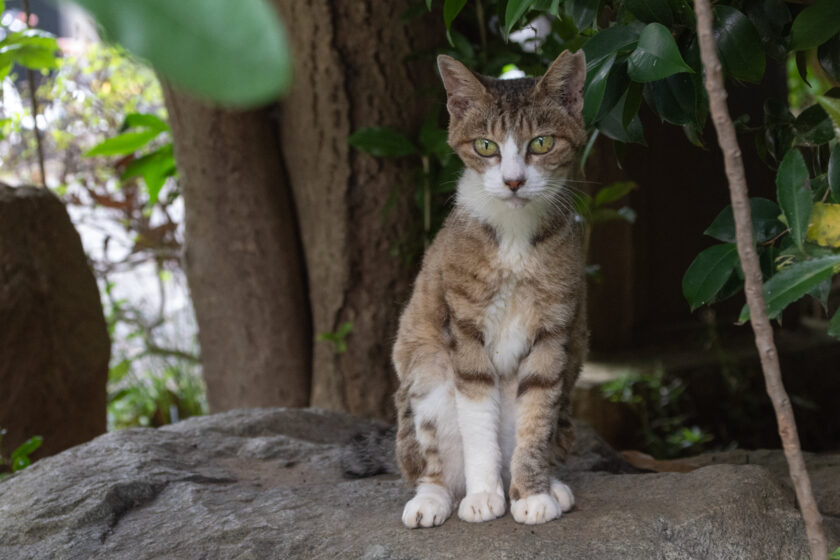 川崎市の猫