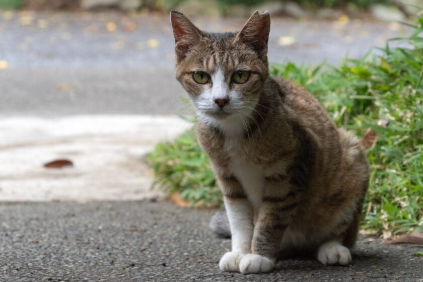 川崎市の猫