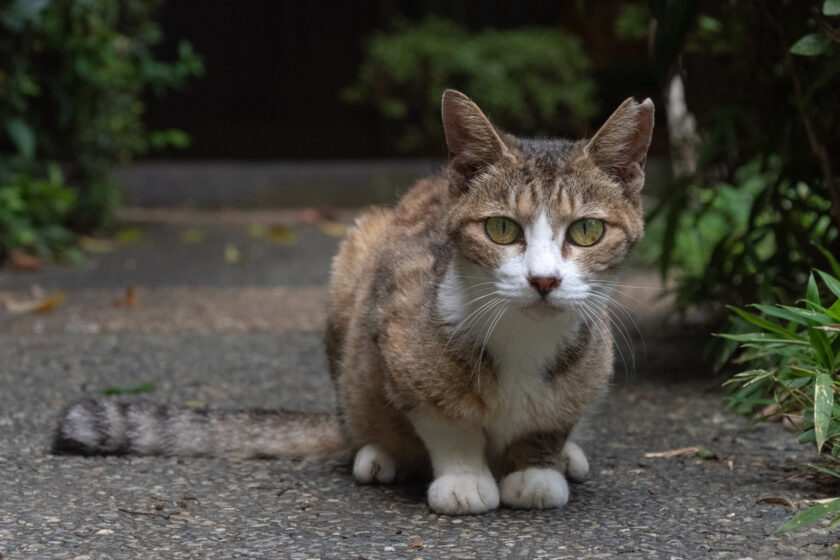 川崎市の猫